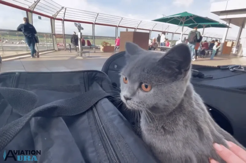 How to Fly With Your Cat All You Need To Know